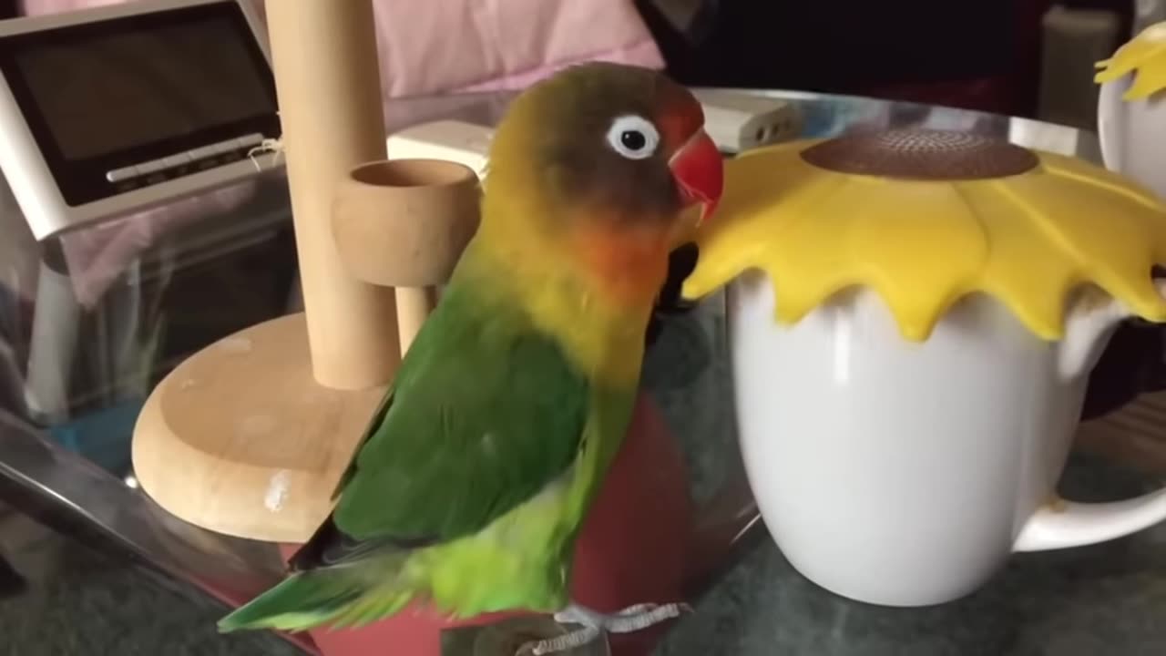 Parrot fanny video