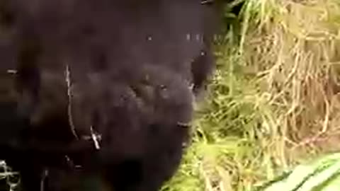 Gorillas Laughing as they Play! check this out!