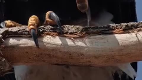 The king of sky