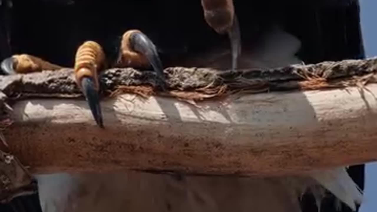 The king of sky