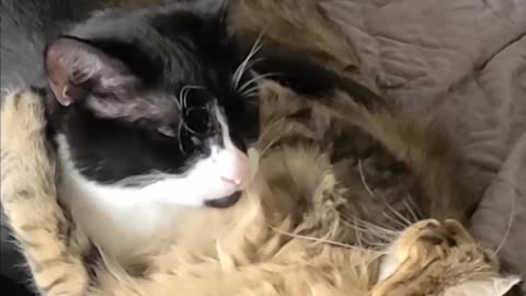Sock vs. Mr. MeowMeow — The Epic Cat Battle Begins! | Funny Feline Fight Showdown