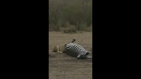 LIONESS CATCHING THE ZEBRA