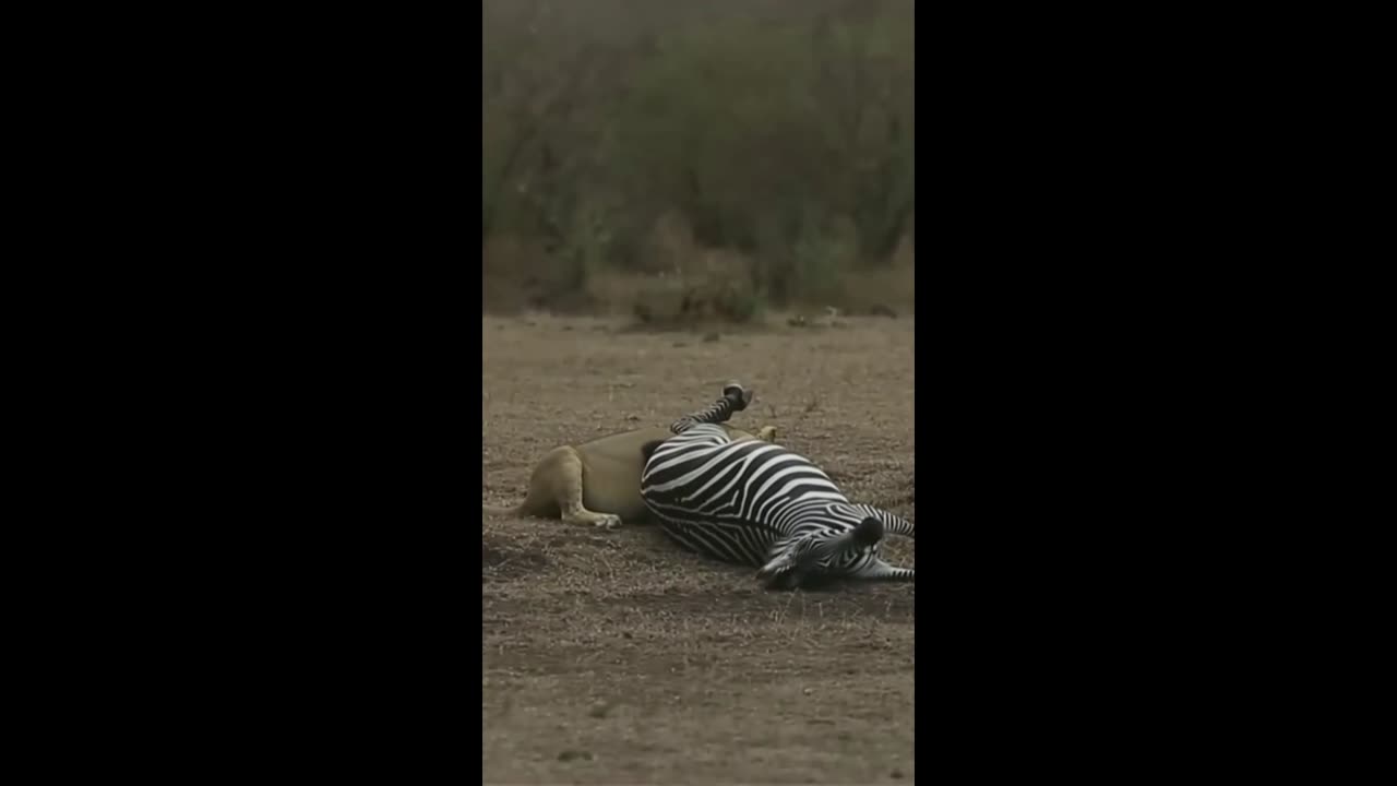 LIONESS CATCHING THE ZEBRA