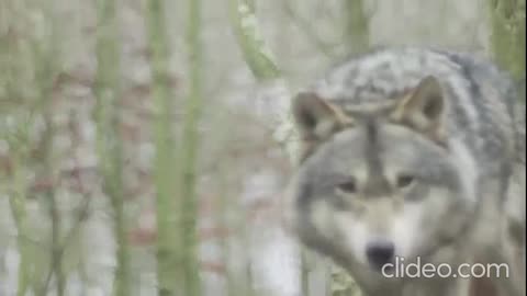 The Rebirth of Charles Hamilton - Love You Too Much (VIDEO)