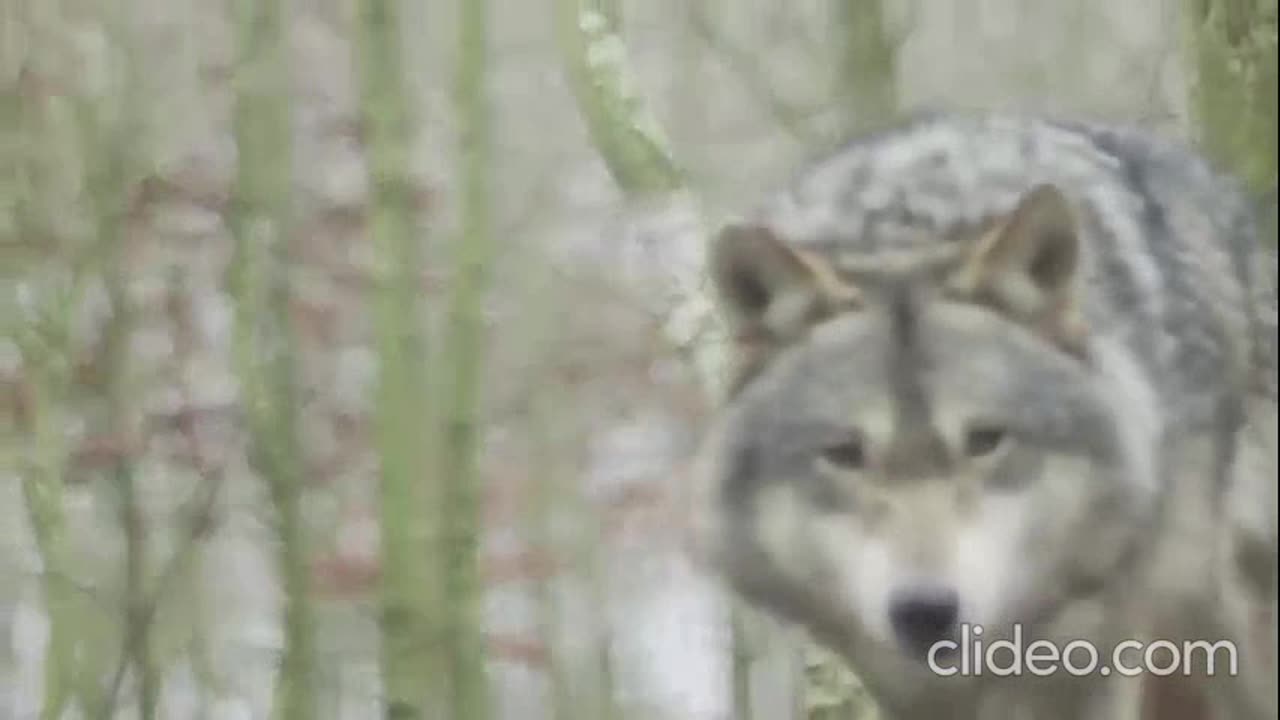 The Rebirth of Charles Hamilton - Love You Too Much (VIDEO)