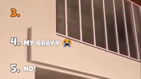 Cute cat