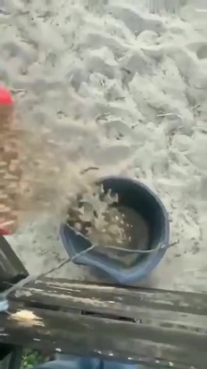 Will you Just Stop Horsing around