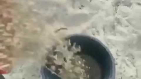 Will you Just Stop Horsing around