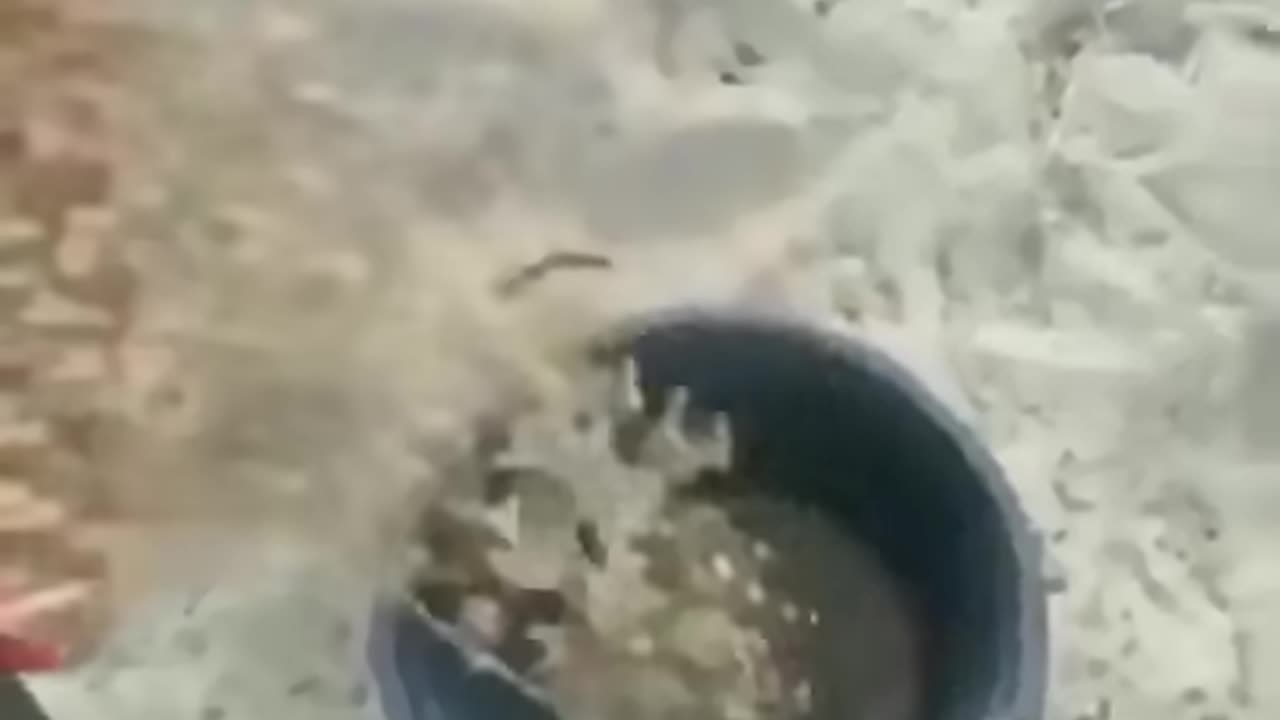 Will you Just Stop Horsing around