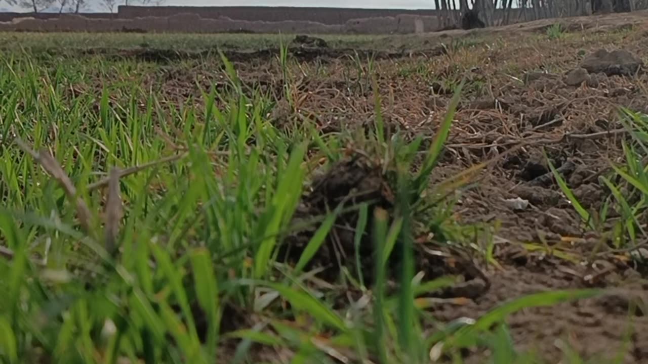 Rain in Sunny Skies – A Unique Blend of Light and Raindrops