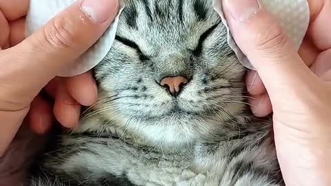Grooming Bliss: Satisfying Cat Care Moments! Subscribe & Like for More Cute Cat Videos