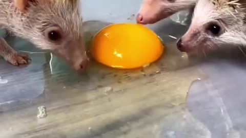 Rescue a hedgehog, and then #animalshorts #shortvideo #animalrescue