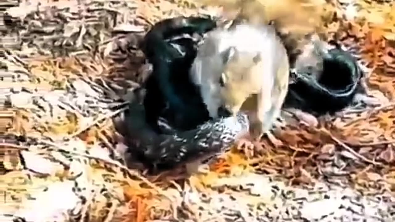 BRAVE SQUIRREL RESCUES ITS FRIEND FROM A SNAKE