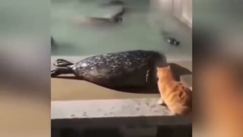Top Best Cat Funny Videos