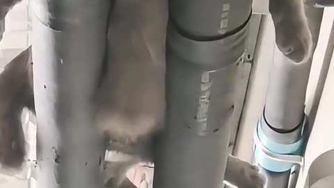 Cats Sleeping in Weird Positions - You Won't Believe #10! 😹