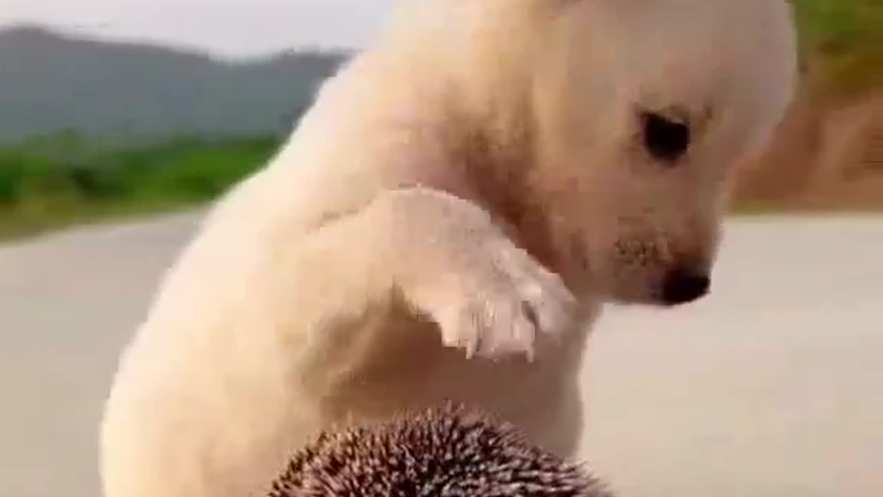 The little dog plays with the little hedgehog