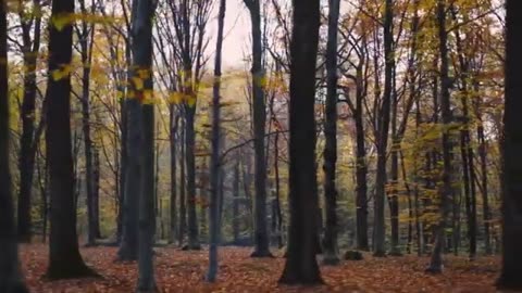 Stay Optimistic Music, Meditation Music, Sleeping Music, Yoga Music, Spa Music