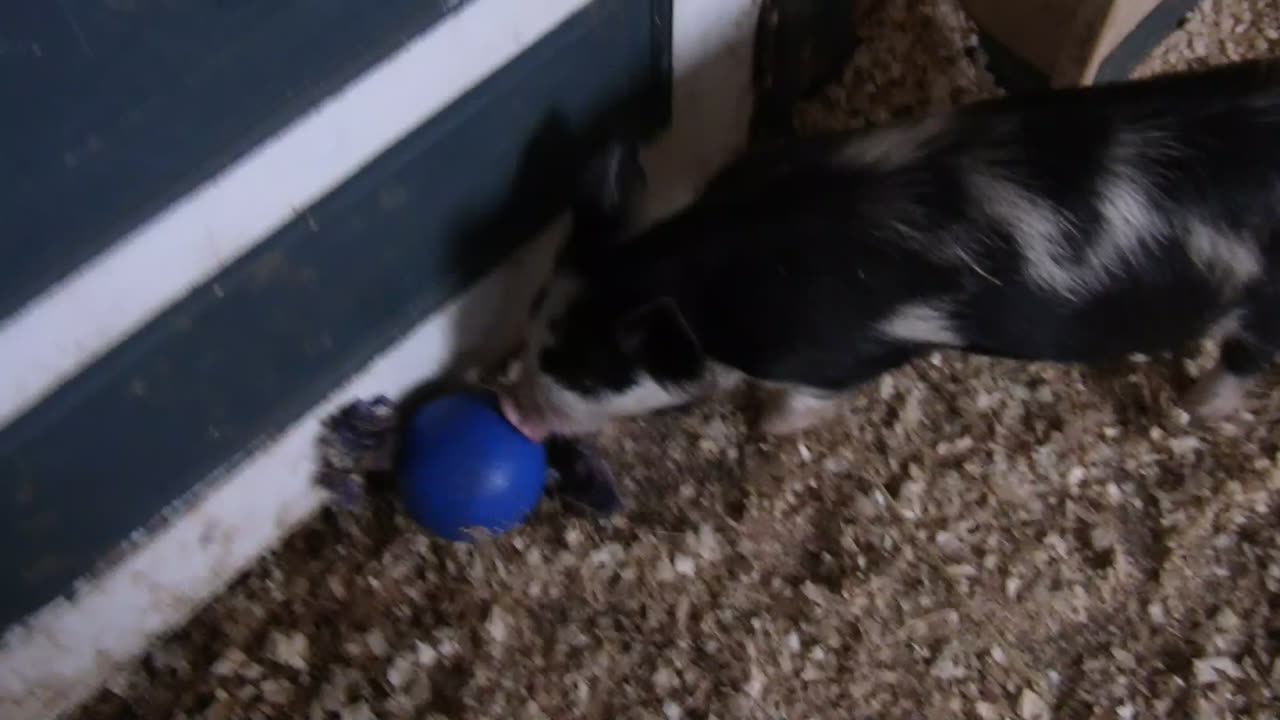 Becky with their new toy