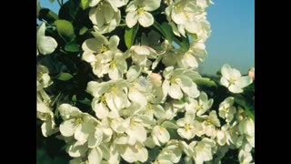 Odds and Ends S3 Part 17 Crabapple Disease Resistance