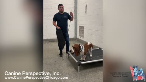 Testing A Dog's Resource Guarding In A Controlled Context, Dog Guarding At Home But Not At Facility