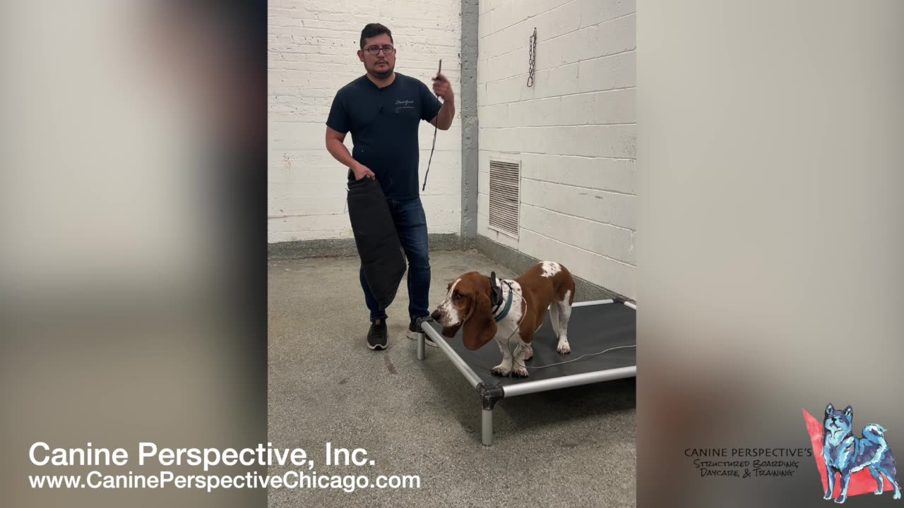 Testing A Dog's Resource Guarding In A Controlled Context, Dog Guarding At Home But Not At Facility
