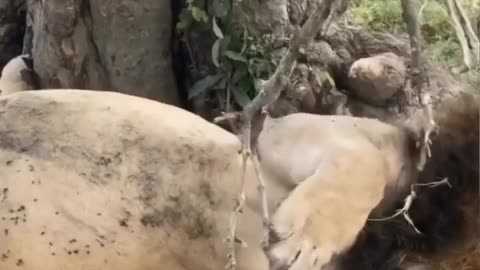 Lion After Heavy Meal
