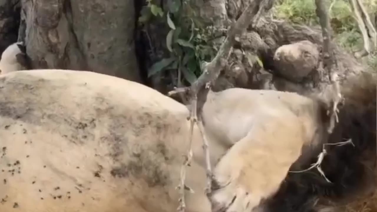 Lion After Heavy Meal