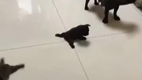 😍🐾 Must-Watch Cuteness Alert! | FunFM