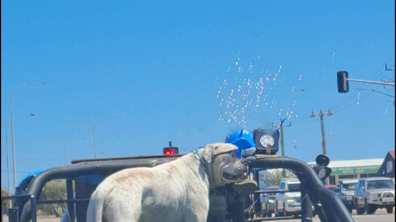 Dog Wearing Sunglasses Riding In A Trailer With A Bubble Machine