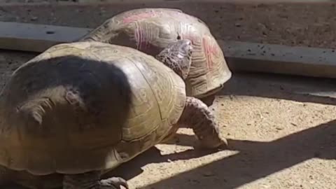 🧠✨ Witness The Heartwarming Love of Turtles! | FeedMyCuriosity