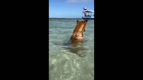 Dog Watches Fish While Sitting In Sea