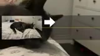 🤯✨ Wait Until You See Toothless' Surprise! | FunFM