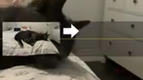 🤯✨ Wait Until You See Toothless' Surprise! | FunFM