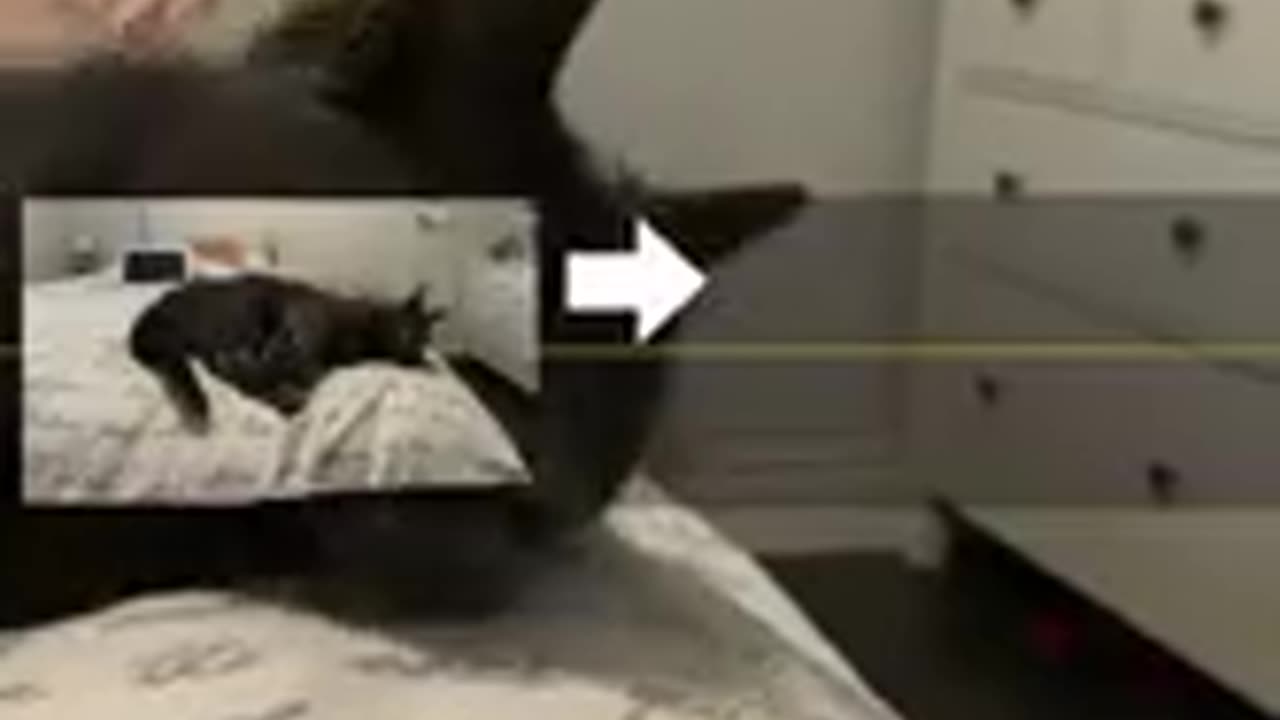 🤯✨ Wait Until You See Toothless' Surprise! | FunFM