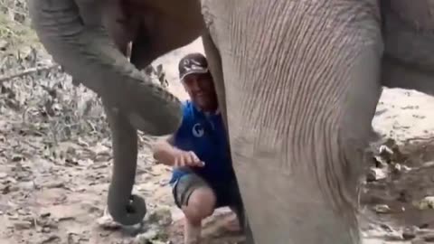 🤯🐘 Elephants Never Forget: Their Heartwarming Reaction to Caretaker! | FeedMyCuriosity