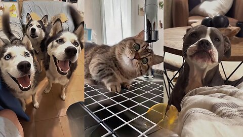 Pets Stealing the Spotlight 2025 😂 Viral Animal Interruptions You Can’t Miss