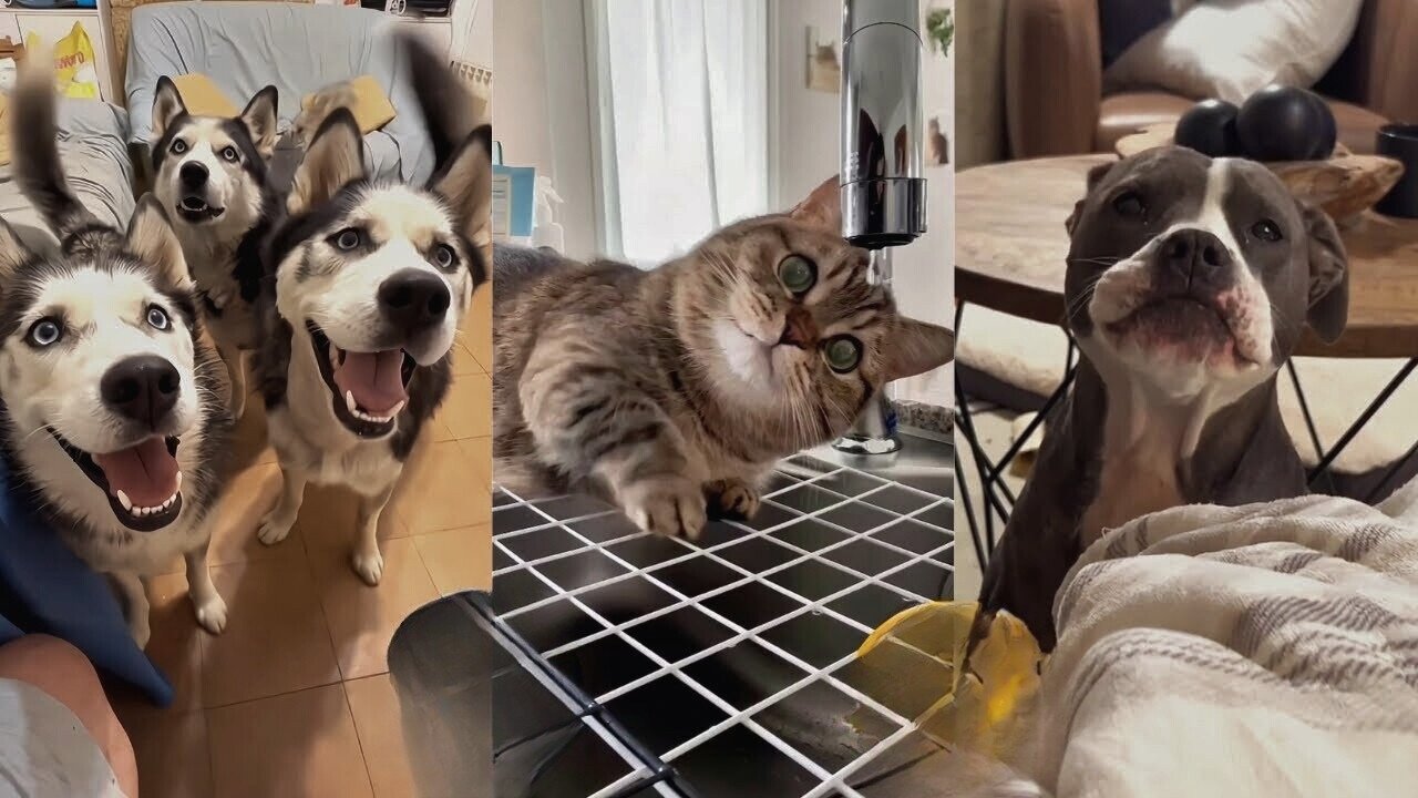 Pets Stealing the Spotlight 2025 😂 Viral Animal Interruptions You Can’t Miss