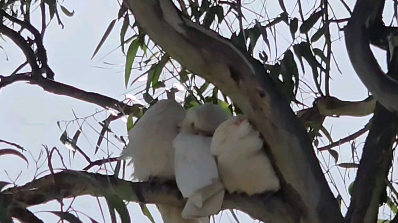 Beautiful Cockatoos