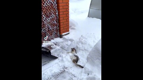 Shovel Cat
