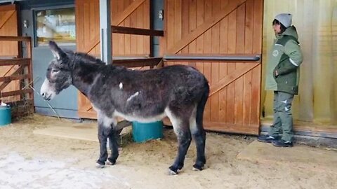 🇷🇺 🏹 ⚡️ Zhorik had been transporting ammunition in the special operation zone ⚡️