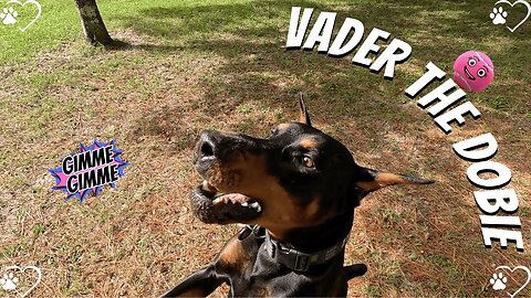 Doberman Ball Hunt: Vader’s Yard Sprint Spectacular! 🐶🎾