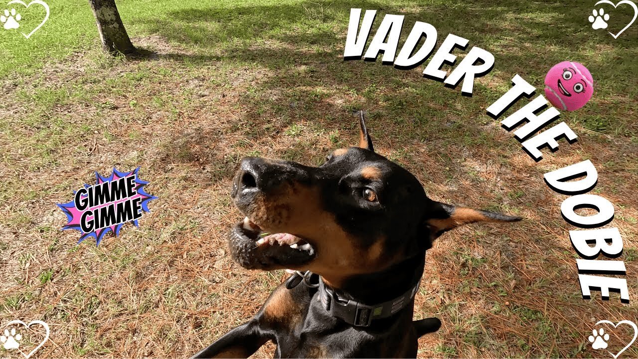 Doberman Ball Hunt: Vader’s Yard Sprint Spectacular! 🐶🎾