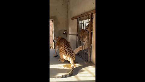 Lion attacked the tiger