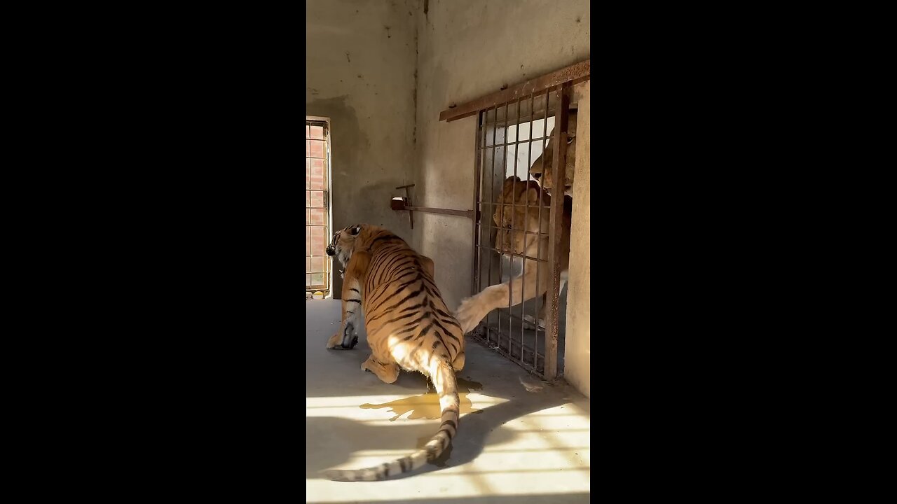 Lion attacked the tiger