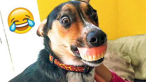 🤪🐾 Weirdest Pets Ever! Mind-Blowing Cat & Dog Antics!