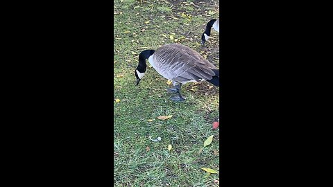 Canada Goose 🪿 #canadagoose #followme #shorts #viral #trending