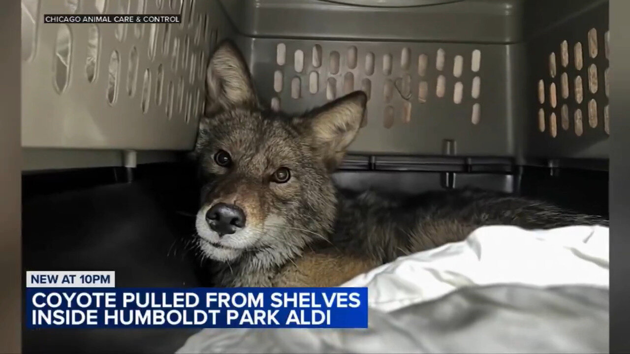 Humboldt Park Aldi Coyote Made The Local News