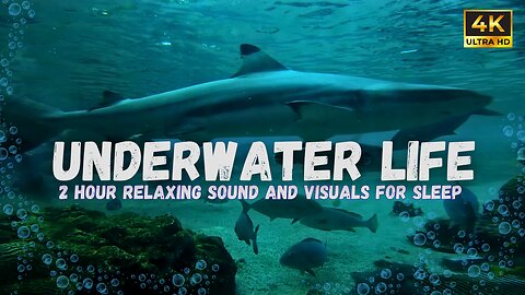 4k Underwater Aquarium for Total Relaxation on your Coffee break or Study Time