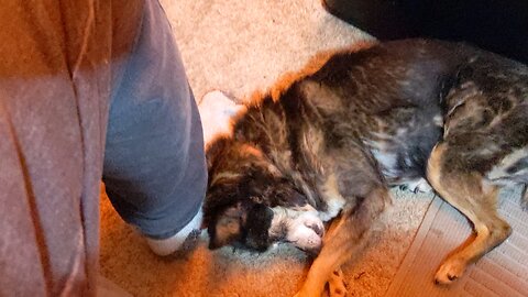 Almost 20 years old dog