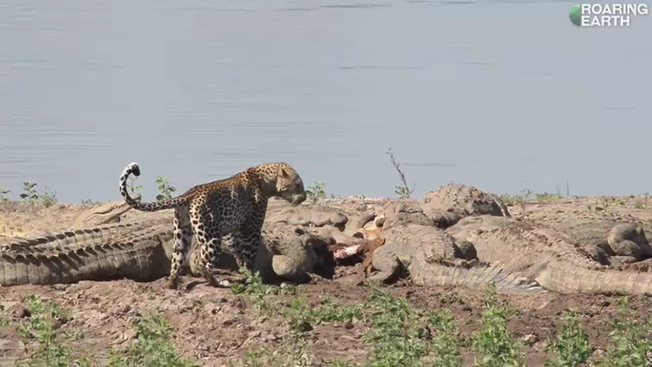 🐊🐆A fearless leopard joins 10+ giant crocodiles for a meal in this intense encounter